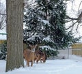 Deer in a suburban backyard in Willowick  Ohio  USA. Royalty Free Stock Photo