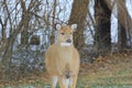 Deer in a Suburban Environment