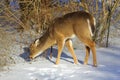 Deer in a Suburban Environment