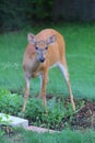 Deer in a Suburban Environment