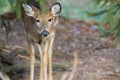 Deer in a Suburban Environment