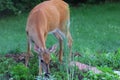 Deer in a Suburban Environment