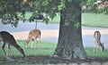 Deer in the Suburbs Royalty Free Stock Photo