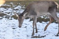 Deer  in sunny winter day Royalty Free Stock Photo