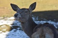 Deer  in sunny winter day Royalty Free Stock Photo