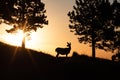 Deer at Sunrise