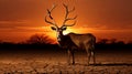 Deer in Sunset.