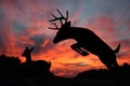 Deer Sunset - Whitetail Doe And Leaping Buck