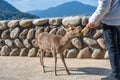 Deer in sunshine in the Miyajima. Hiroshima city