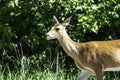 Deer taking a walk at the Morris Island conservation area