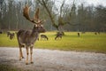 Deer on territory of medieval castle Blatna in Czech Republic