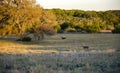 Deer in Texas Hill Country pasture, Driftwood Texas Royalty Free Stock Photo