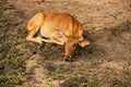 Deer in Thailand