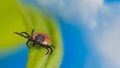 Deer tick detail. Dangerous mite crawling on grass blade. Ixodes ricinus. Acari