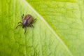 Deer tick on a green leaf background. Ixodes ricinus Royalty Free Stock Photo