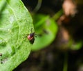 Deer tick on a green leaf background. Ixodes ricinus. Close-up of dangerous infectious mite on natural texture with diagonal line Royalty Free Stock Photo