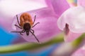 Deer tick lurking on pink clover bloom. Ixodes ricinus or scapularis. Trifolium