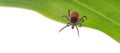 Deer tick parasite waiting on green leaf on panoramic white background. Ixodes ricinus