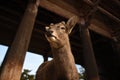 Deer at Todaiji Temple