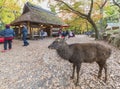 Deer and tourist in Nara Park in autumn season Royalty Free Stock Photo