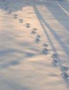 Deer tracks