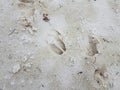 Deer tracks or foot prints in wet white sand