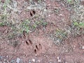 Deer tracks prints in mud