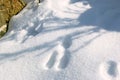 Deer tracks in the snow