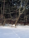 Deer Tracks In Snow
