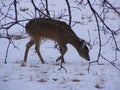 Deer through trees and branches eating in the snow.