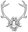 Deer trophy illustration, drawing, engraving, ink, line art, vector Royalty Free Stock Photo