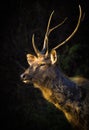 A Beautiful Portrait of the Deer against a dark background Royalty Free Stock Photo