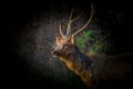 A Beautiful Portrait of the Deer against a dark background Royalty Free Stock Photo