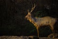 A Beautiful Portrait of the Deer against a dark background Royalty Free Stock Photo