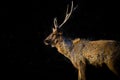 A Beautiful Portrait of the Deer against a dark background Royalty Free Stock Photo