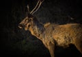 A Beautiful Portrait of the Deer against a dark background Royalty Free Stock Photo