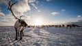 Deer in the tundra, on a sunny frosty day