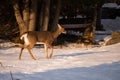 Deer with Turkey in Winter Royalty Free Stock Photo