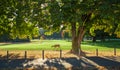 A deer under a big tree in the morning sunrise. Beautiful summer meadow in green park. Morning sunlight scene Royalty Free Stock Photo