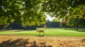 A deer under a big tree in the morning sunrise. Beautiful summer meadow in green park. Morning sunlight scene Royalty Free Stock Photo