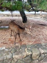 Deer under pine tree near sea wall Royalty Free Stock Photo