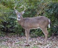 Deer In Suburban areas Royalty Free Stock Photo