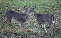 Deer In Suburban areas Royalty Free Stock Photo