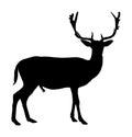 Deer vector silhouette isolated on white background. Sika deer, proud Noble Deer male in forest or zoo. Powerful buck.