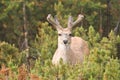 Deer with Velvet Antlers Royalty Free Stock Photo