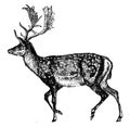 Deer, vintage illustration