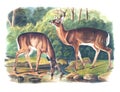 Deer or Virginian Deer illustration