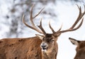 the deer is waiting by himself for his turn to hunt Royalty Free Stock Photo