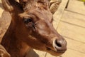 A Closed Up Picture of Deer Head Waiting to be Fed Royalty Free Stock Photo