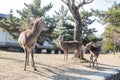 Deer walking around in the Nara Park Royalty Free Stock Photo